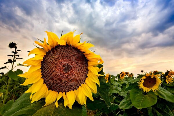 A field of sunflowers against the sky with clouds