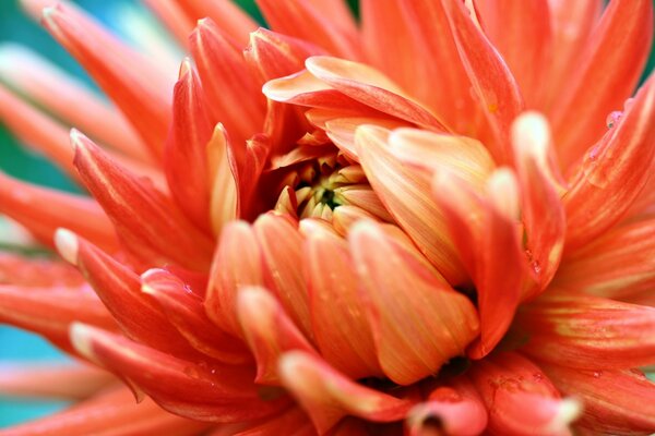 Une fleur rouge-orange brillante fleurit ses pétales