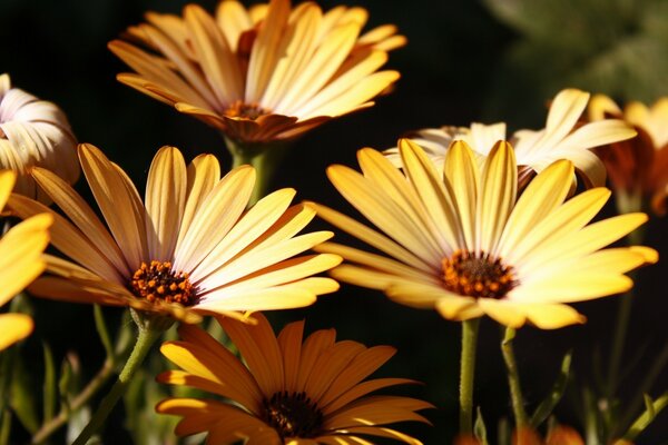 Naturaleza en colores, hermosas fotos