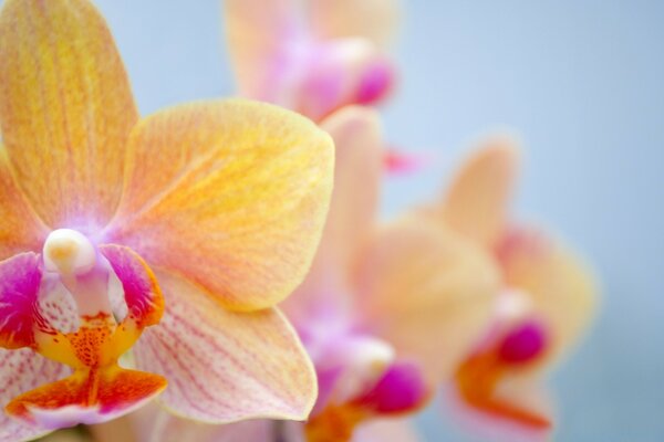 Orchideen. Tropische Blüten. Flora