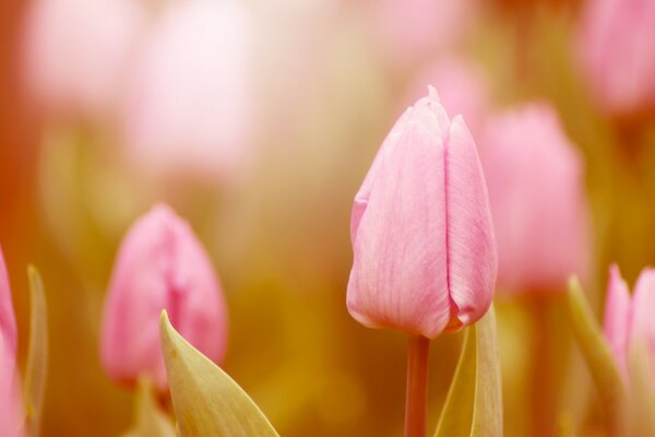 Tulipanes rosados. Campo de flores al atardecer