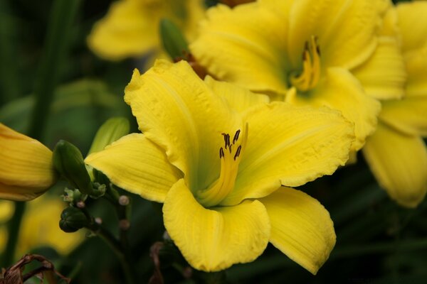 Yellow flowers close-up view