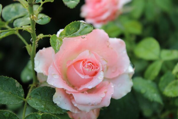 Nature. Fleur. Rose rose