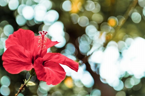 Hibisco púrpura. Rosa China