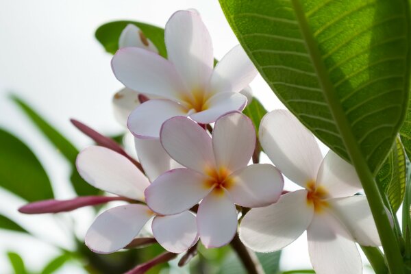 Linda flor tropical no jardim