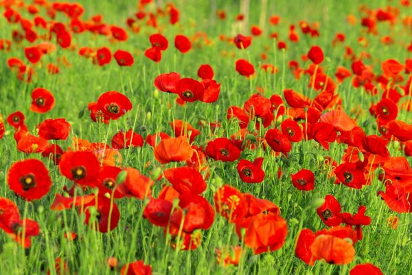 Amapolas rojas. Flores. Naturaleza