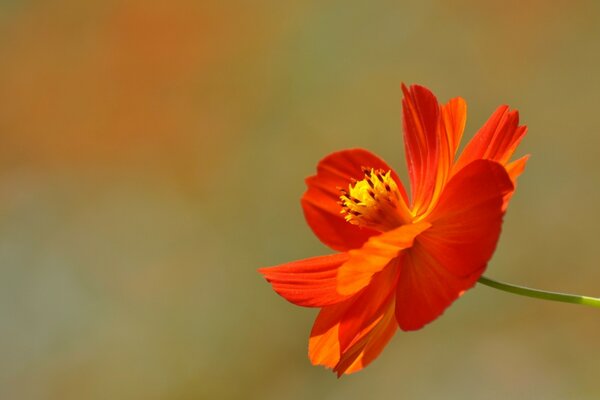 Blume Nahaufnahme auf unscharfen Hintergrund