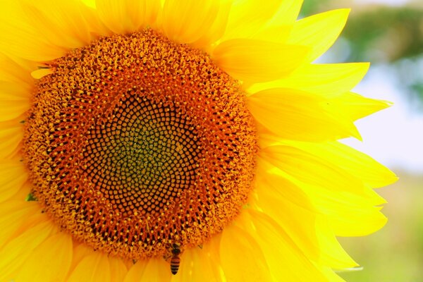 Arı ile genç ayçiçeği. Yaz ve doğa