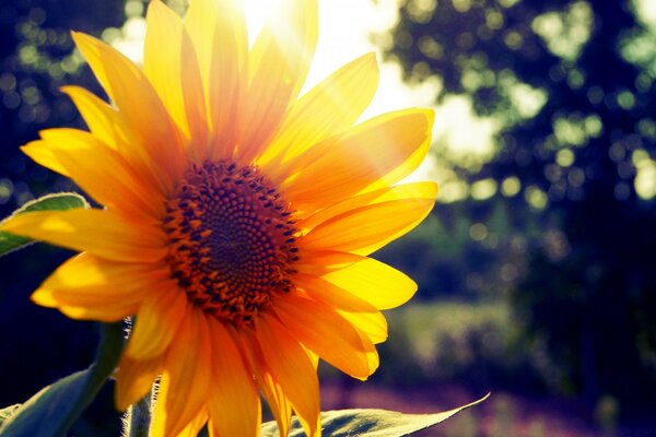 Image d une fleur au lever du soleil