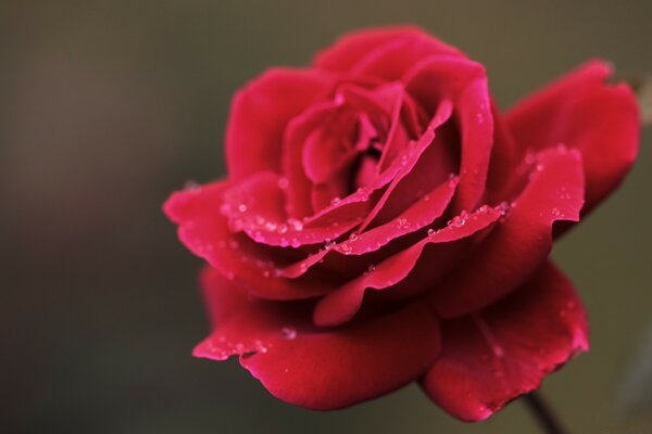 Red rose is the flower of passion