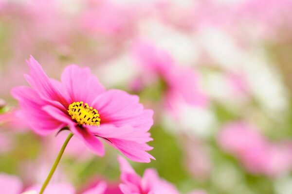 Hermosa flor rosa sobre fondo borroso