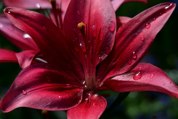 Lily flower, red daylily