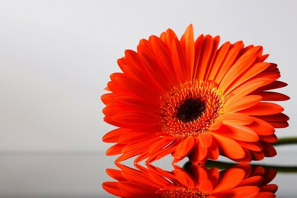 A bright, beautifully flowering perennial herb