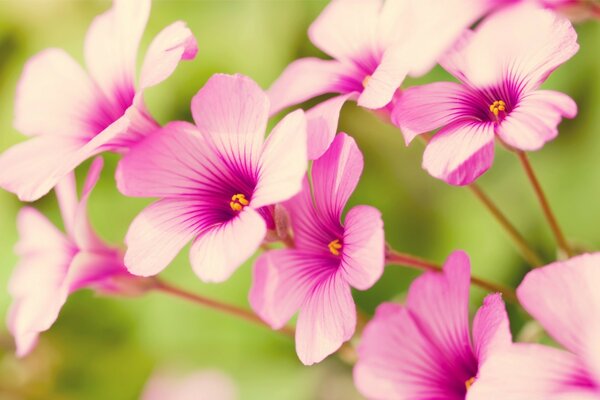 Flores de color rosa suave con un centro brillante sobre un fondo verde