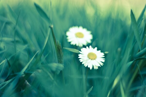 Gänseblümchen im üppigen Sommergras