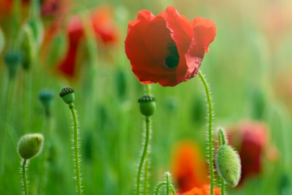 Macro photography. Red poppies on the field