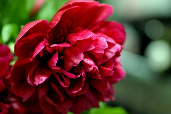 Red flower close-up