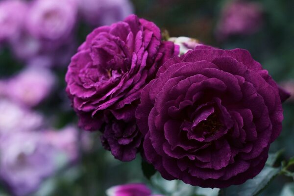 Flores moradas como de terciopelo