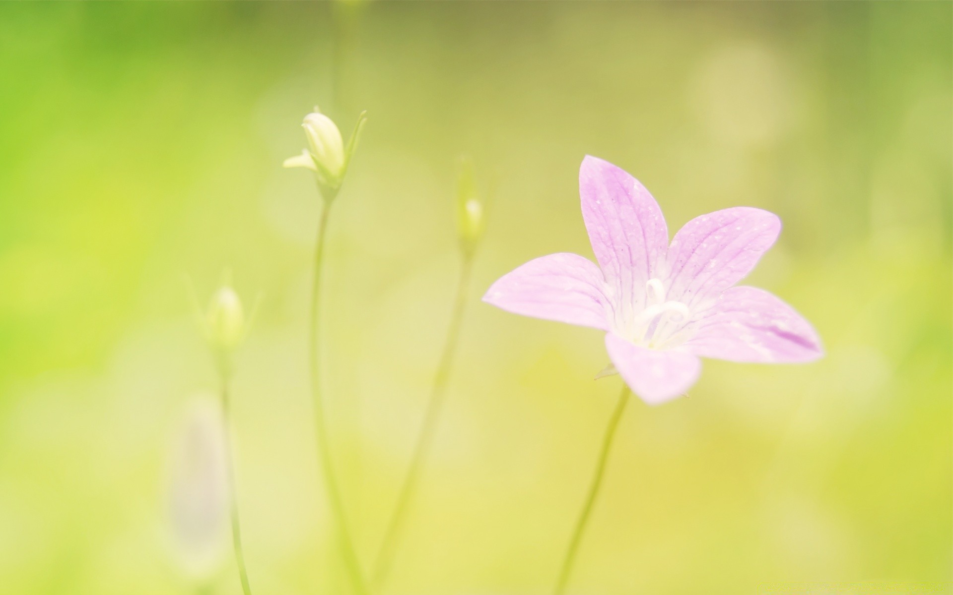 çiçekler çiçek doğa yaz flora parlak yaprak bulanıklık büyüme bahçe narin petal çimen