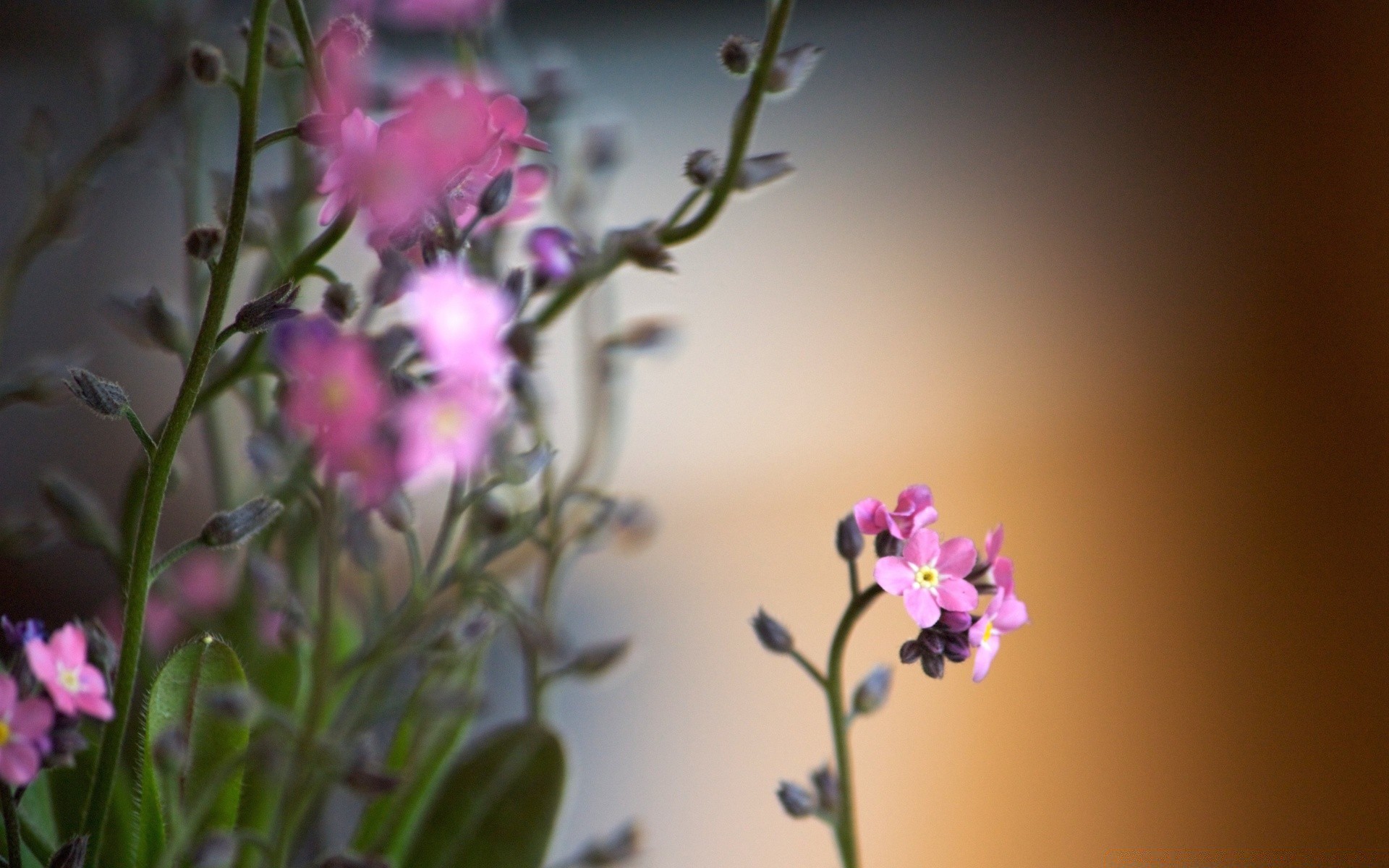 花 花 自然 夏天 植物 叶 生长 嫩 明亮 模糊 好天气