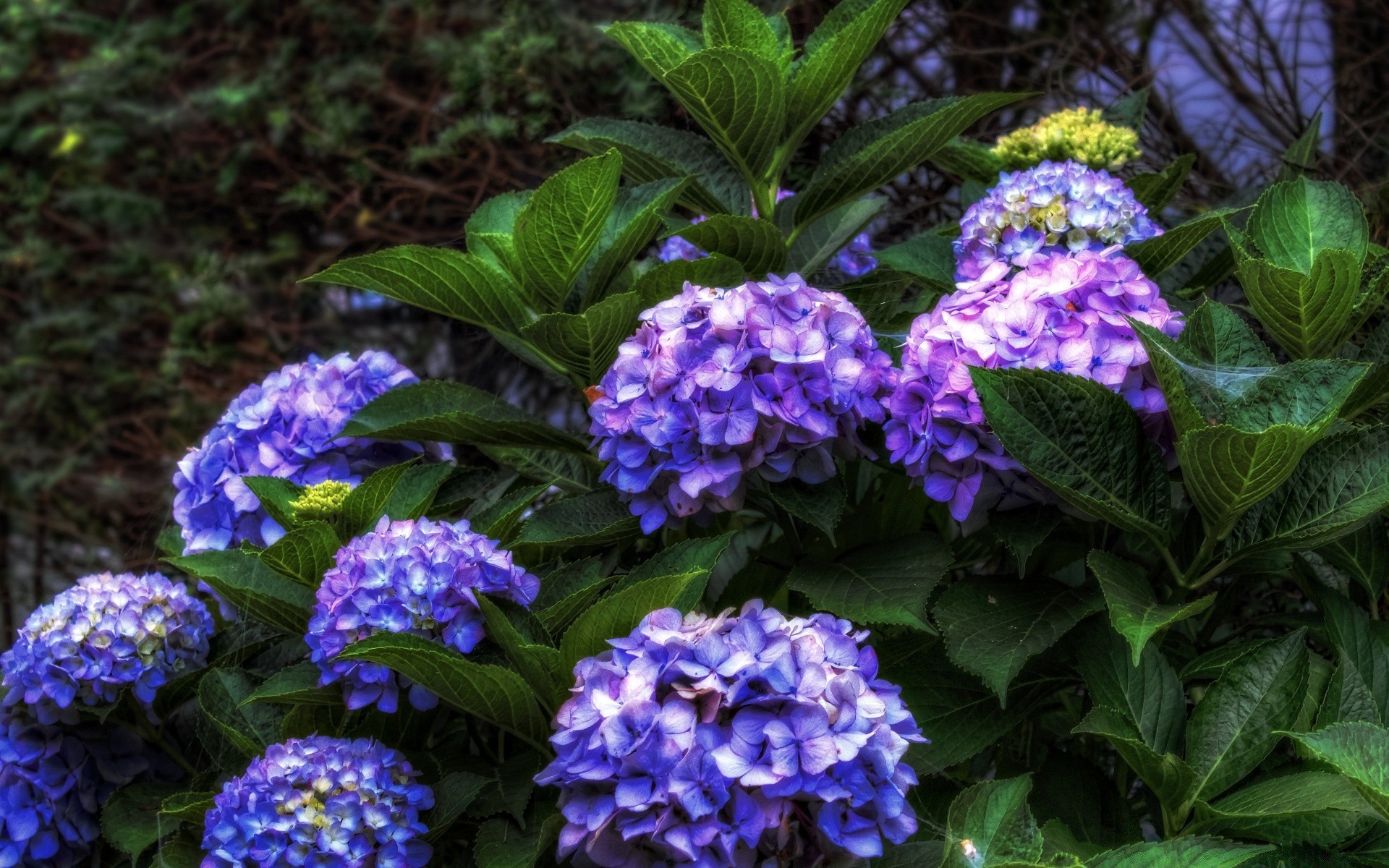 flores hoja flor naturaleza flora jardín verano floral color brillante bluming pétalo al aire libre estación hermoso crecimiento decoración