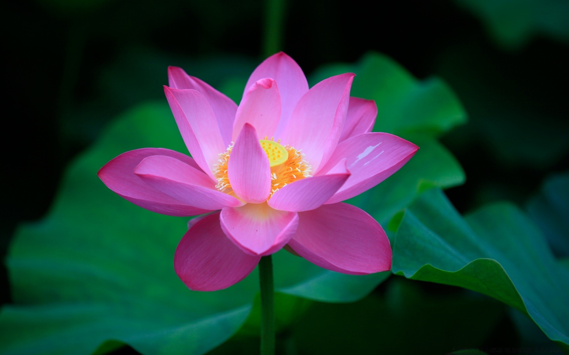 flowers lotus leaf flower flora nature tropical summer blooming lily pool garden exotic petal aquatic beautiful waterlily sacred botanical close-up