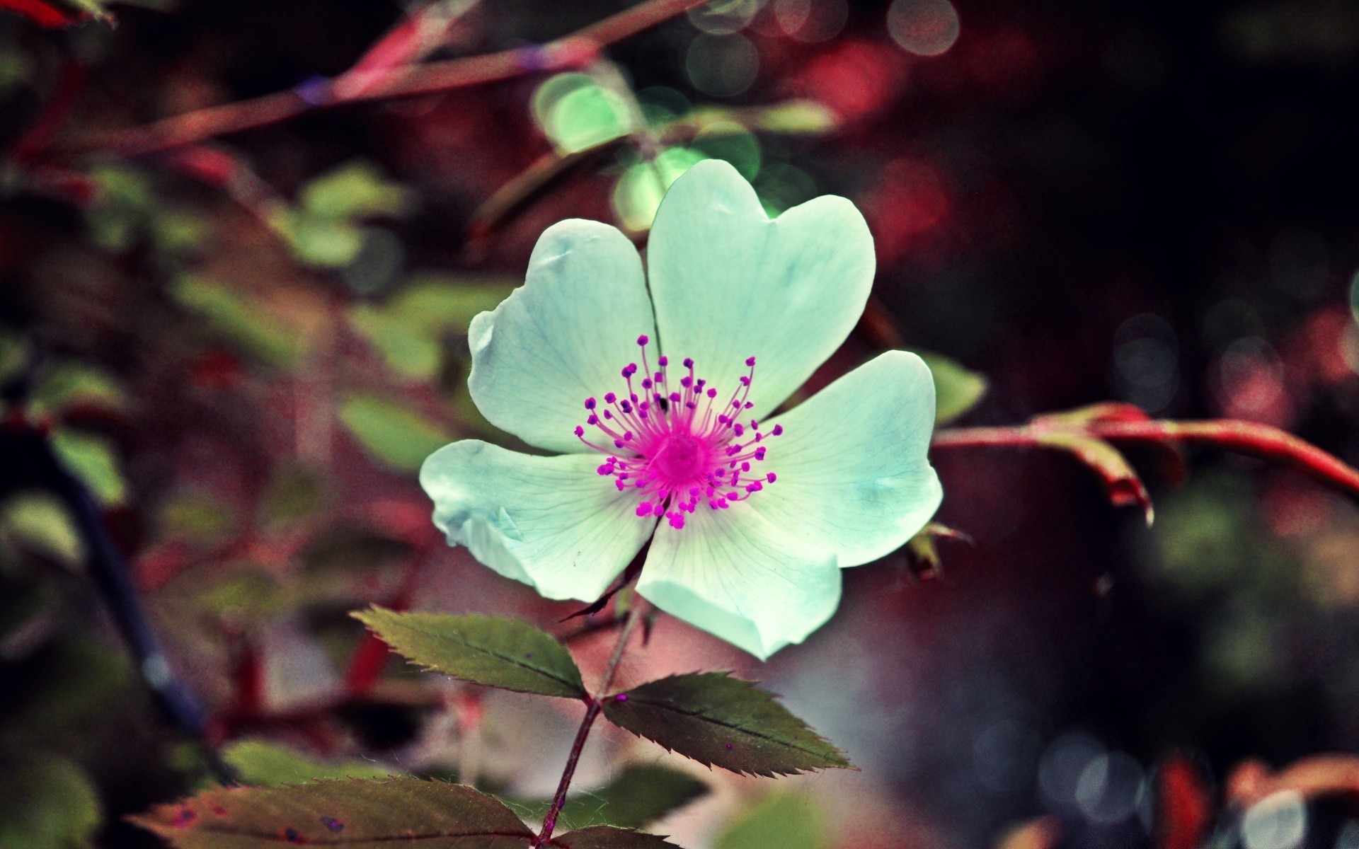 fleurs fleur feuille nature flore jardin floral lumineux à l extérieur