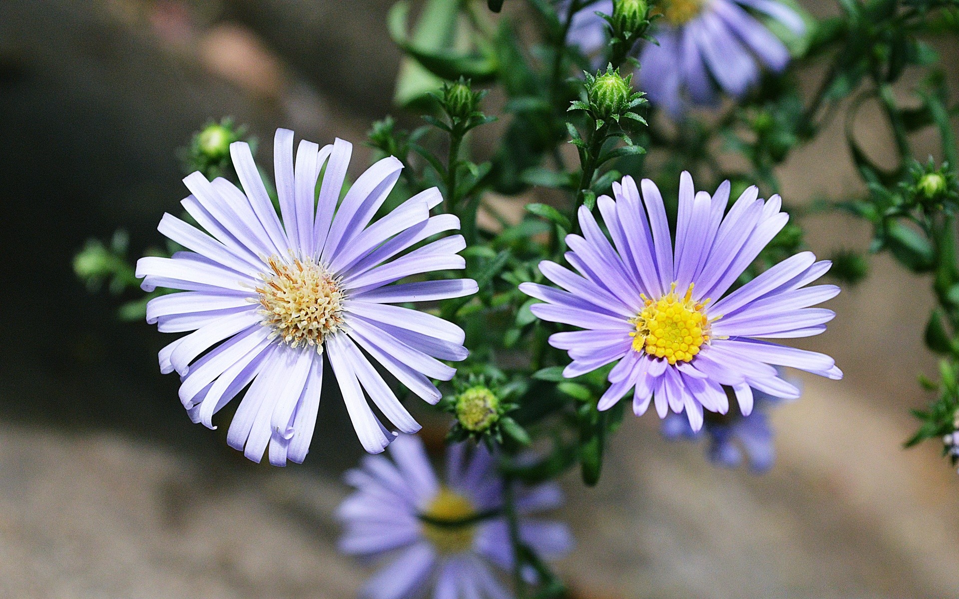 fleurs nature fleur flore été jardin pétale bluming floral lumineux saison couleur feuille gros plan à l extérieur belle