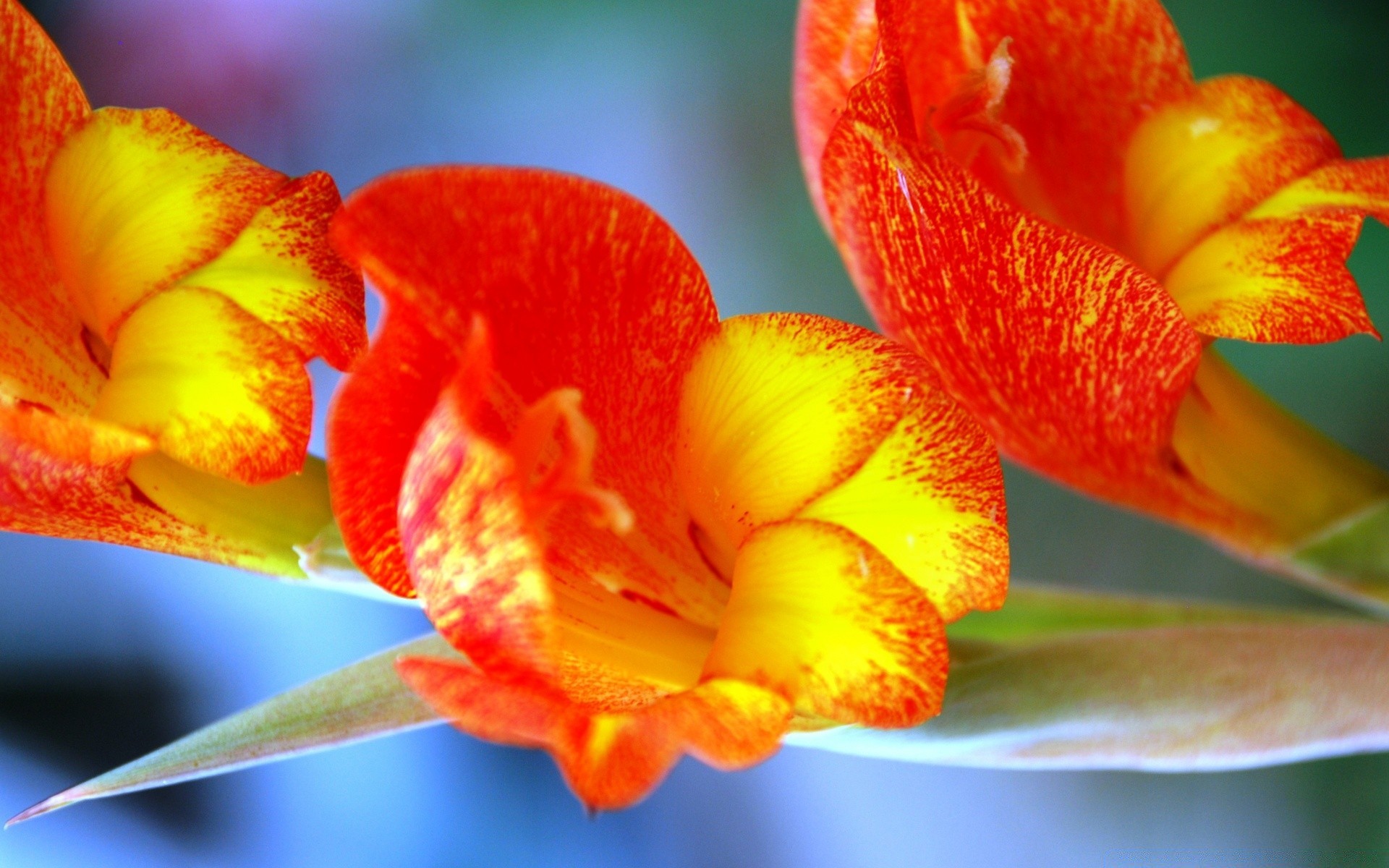 blumen blume natur flora blatt tropisch hell garten farbe sanft sommer schön blütenblatt blumen schließen blühen verwischen exotisch im freien