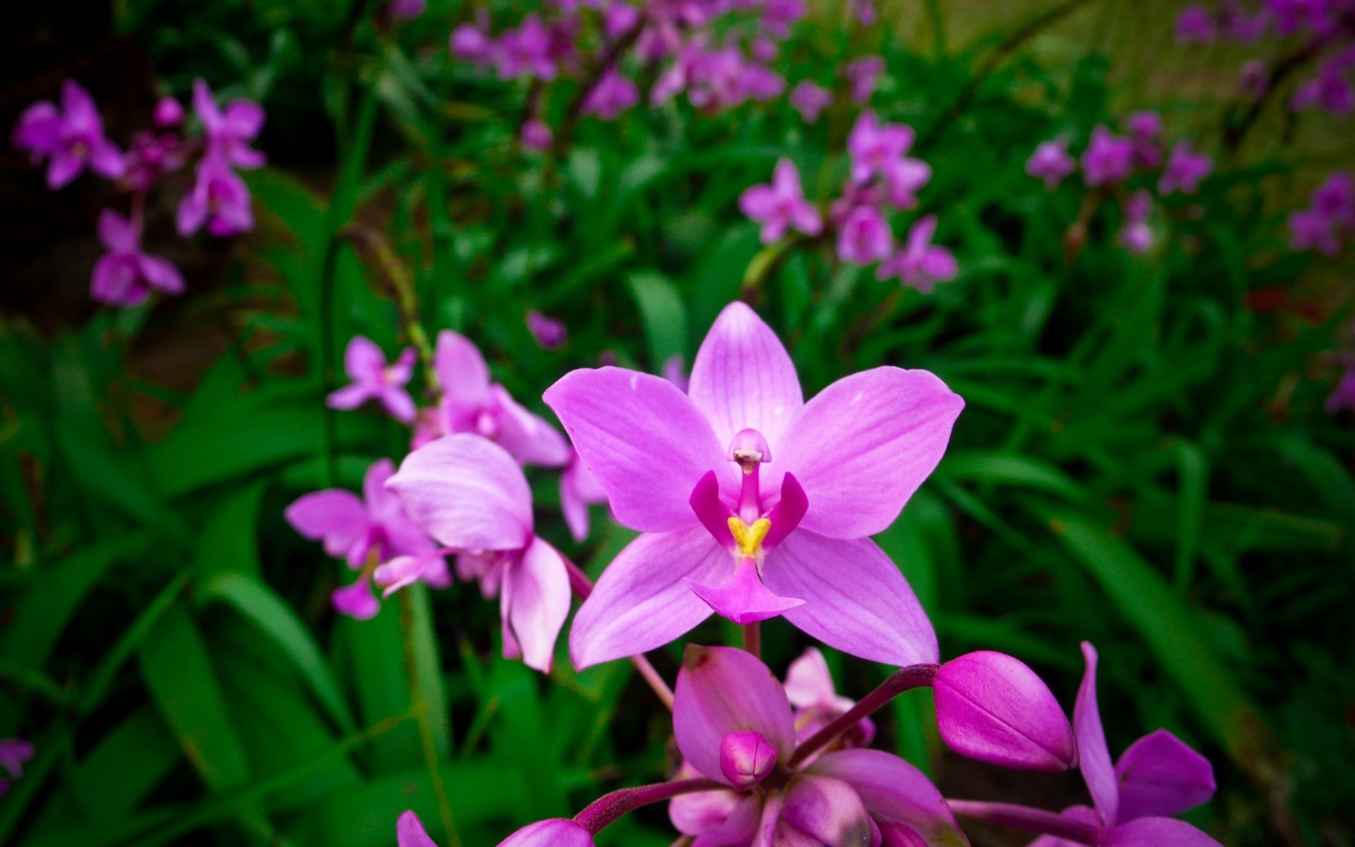 flores flor naturaleza flora jardín bluming pétalo hoja floral verano hermoso color tropical crecimiento brillante