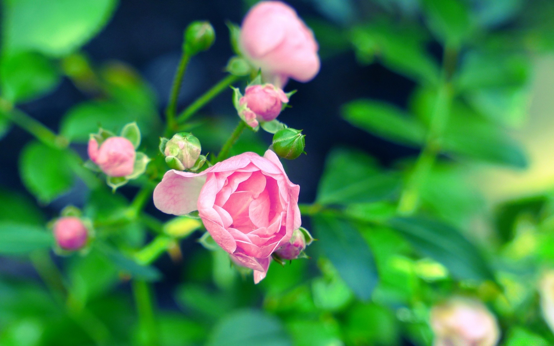 flowers flower nature leaf garden flora summer floral color rose blooming close-up beautiful bright growth petal shrub botanical outdoors park