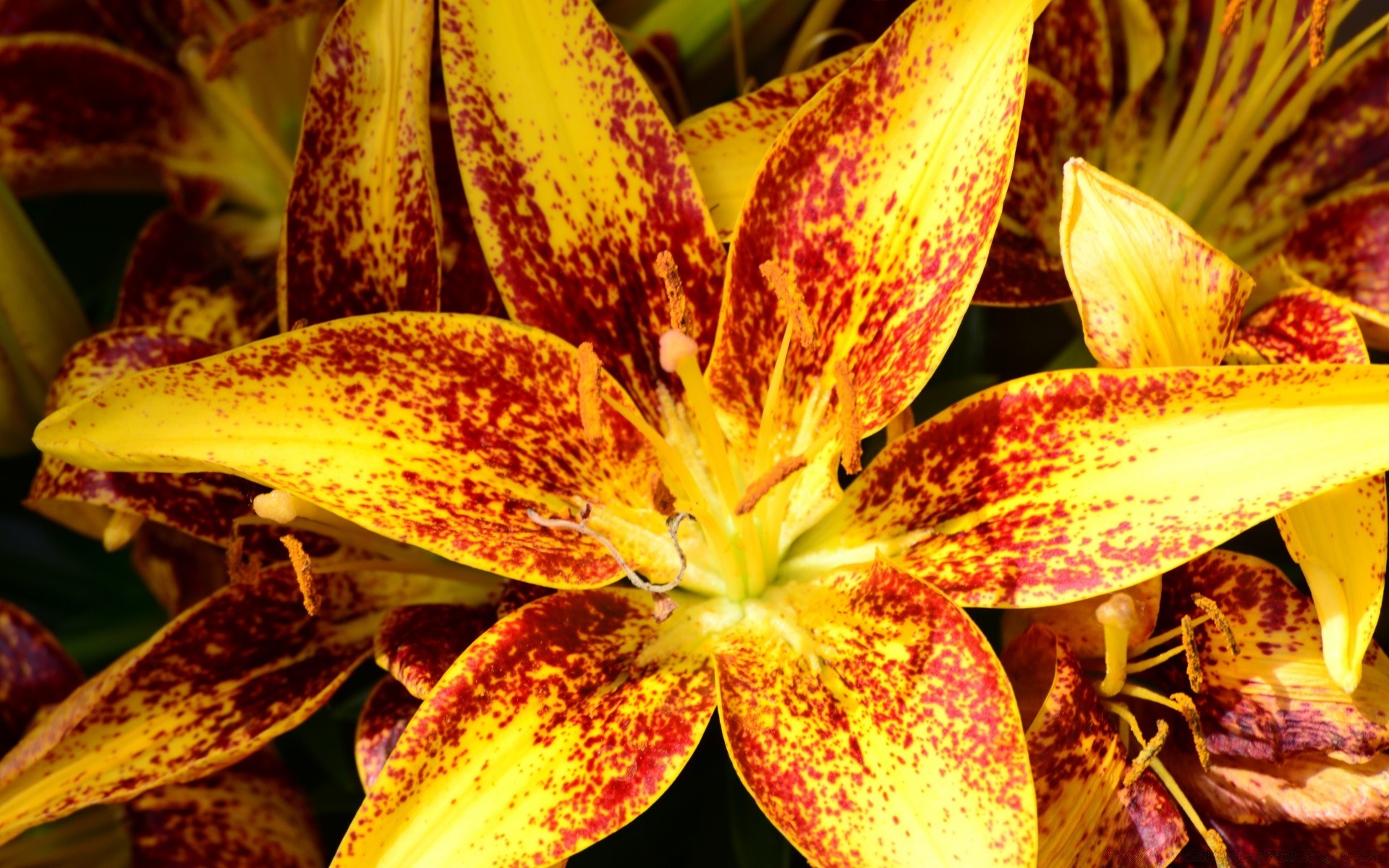 fiori natura fiore flora vivid foglia di colore giglio tropicale decorazione esotico floreale estate