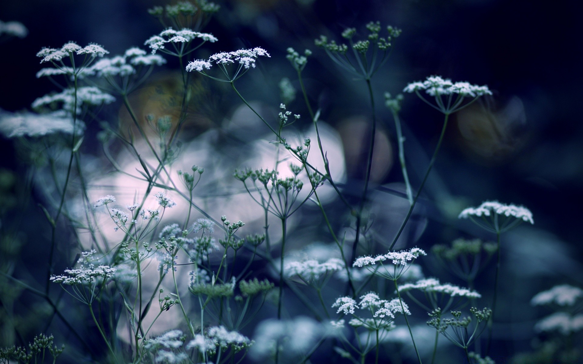 kwiaty natura kwiat flora liść trawa sezon na zewnątrz dzikie środowisko ogród pulpit lato wzrost