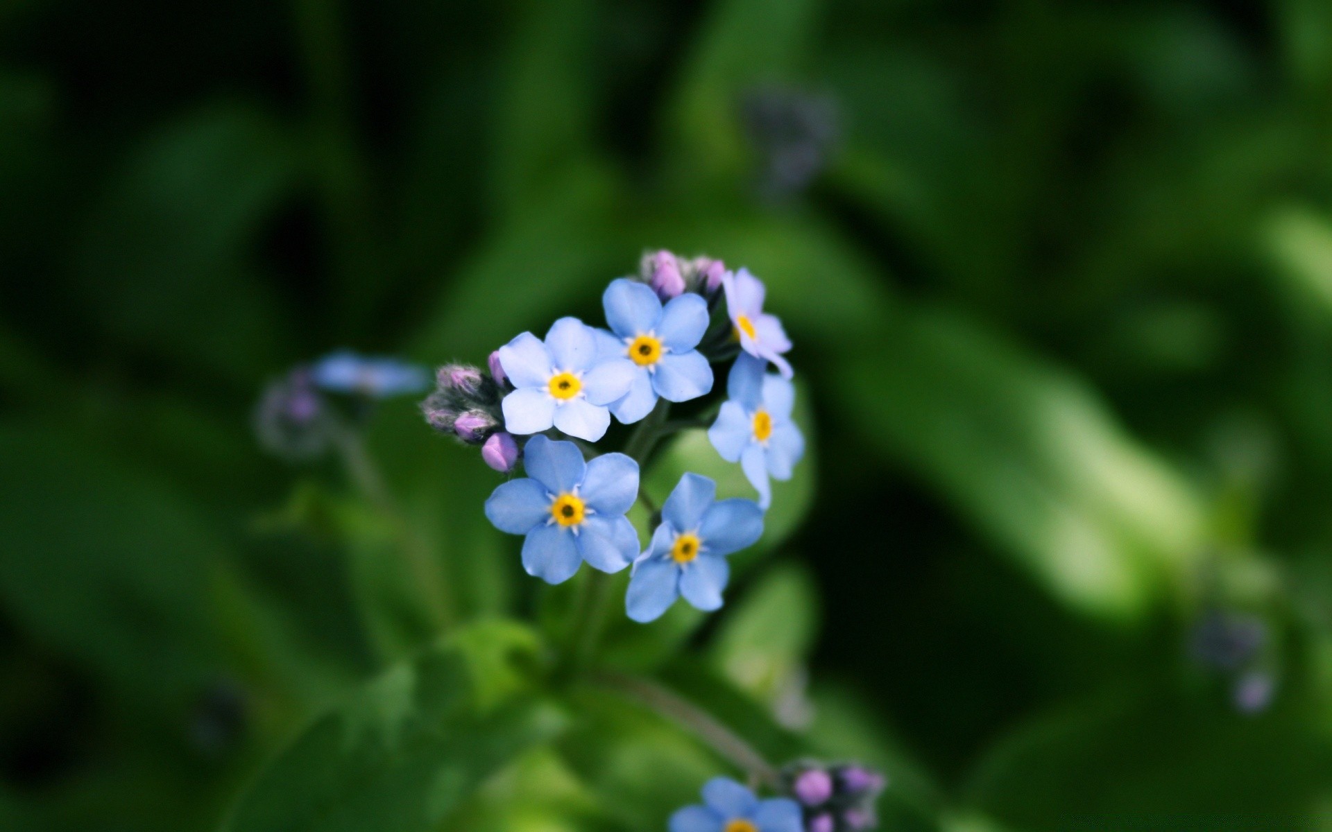 blumen blume natur flora blatt garten sommer blütenblatt wachstum blumen blühen unschärfe im freien farbe hell