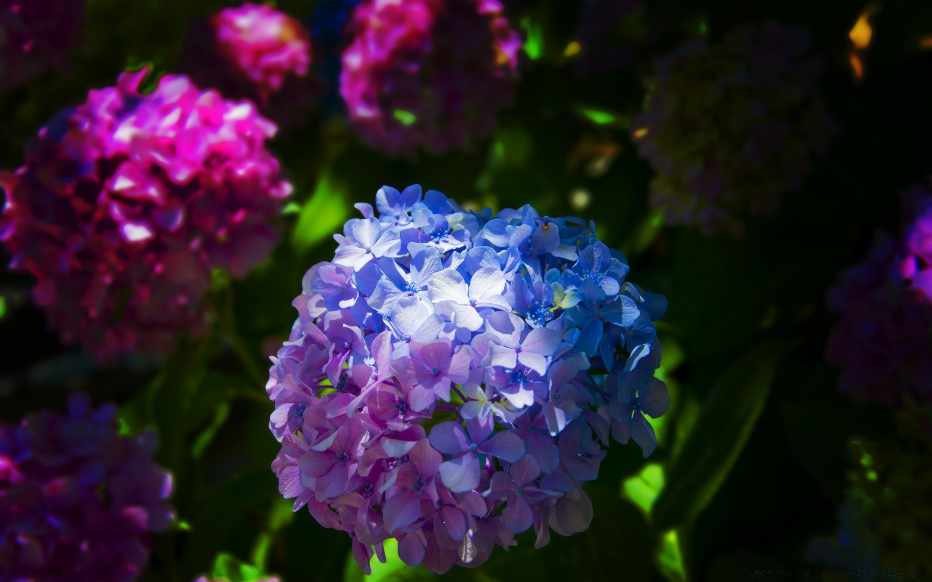 flores flor naturaleza flora jardín verano hoja pétalo bluming floral color brillante decoración crecimiento al aire libre hermoso