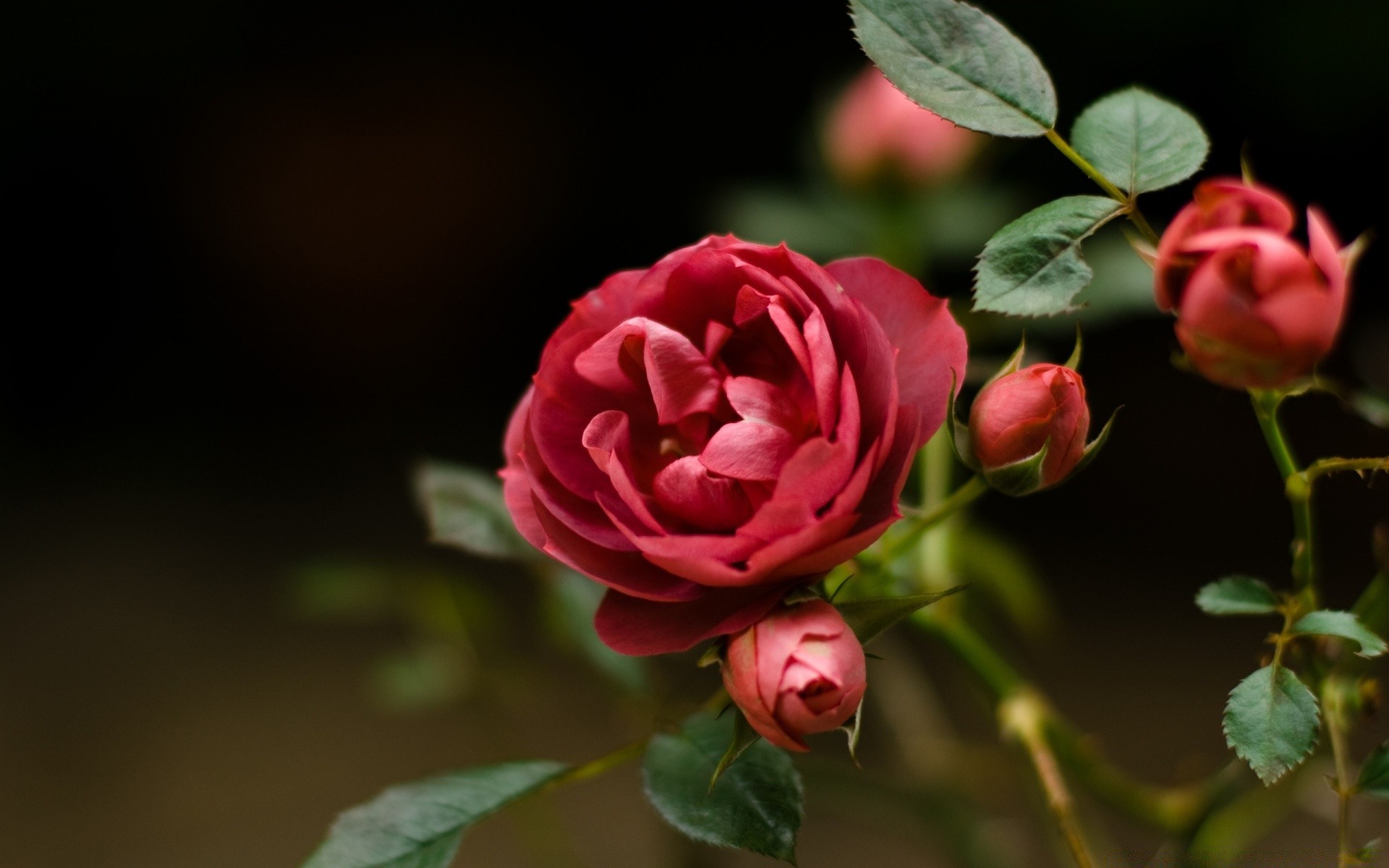 çiçekler gül çiçek yaprak doğa flora aşk romantizm taçyaprağı çiçek düğün bahçe romantik çiçek açan renk güzel yaz hediye dekorasyon narin