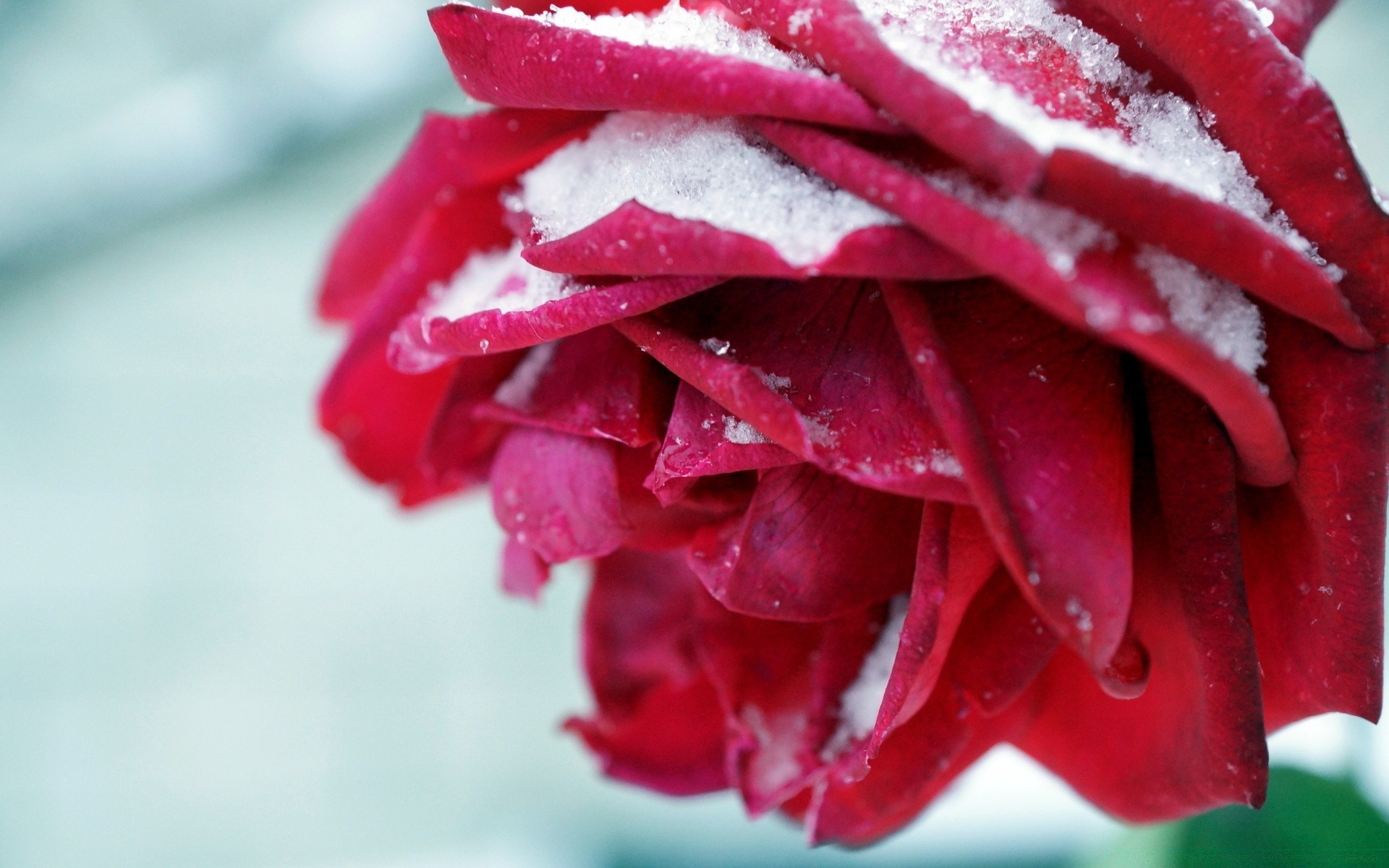 flores natureza folha flor verão rosa brilhante inverno