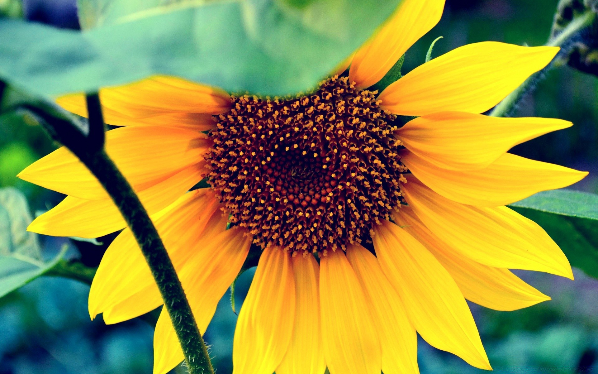 flowers nature flora flower summer leaf sunflower bright petal garden outdoors growth floral blooming