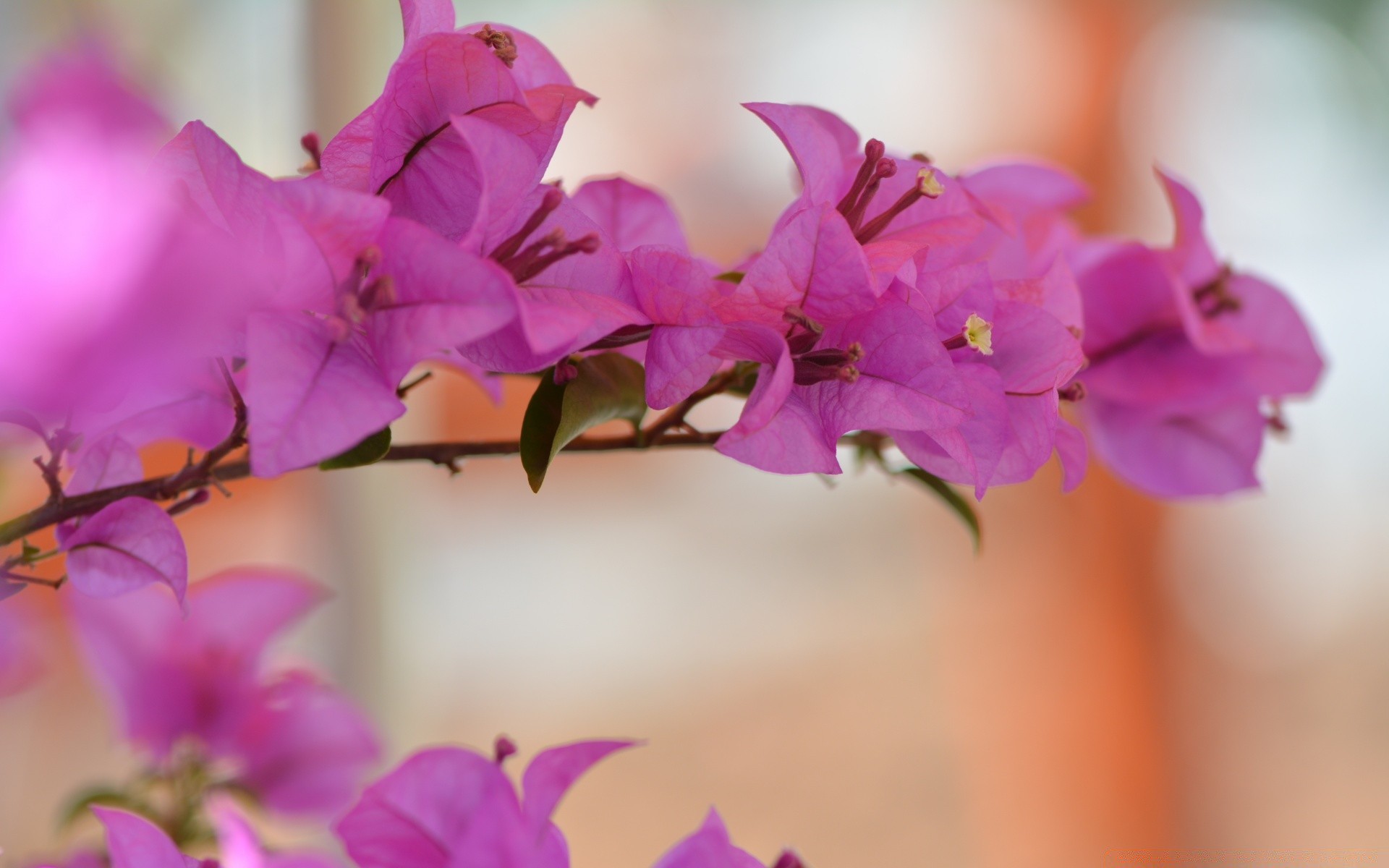 flowers nature flower flora leaf summer garden bright petal color blooming floral beautiful growth delicate