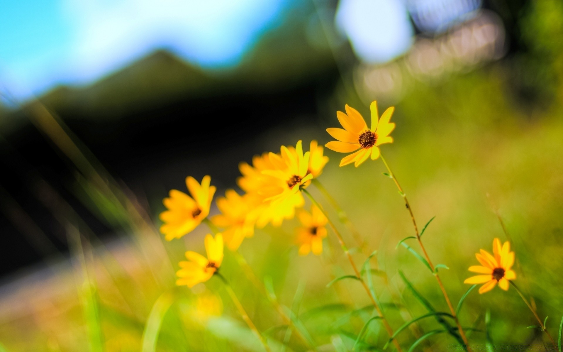 flores natureza flor campo verão flora grama feno sol bom tempo jardim ao ar livre folha cor borrão crescimento brilhante close-up dof bela