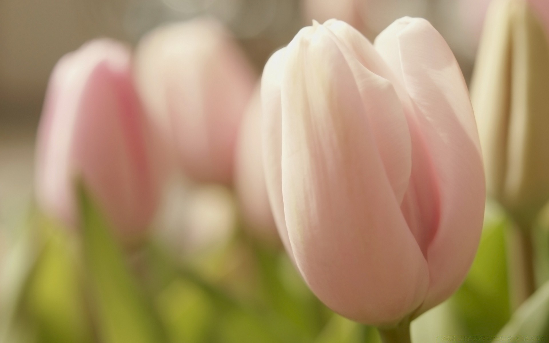 çiçekler lale çiçek doğa paskalya aşk flora romantizm parlak yaz renk yaprak çiçek güzel bahçe buket hediye zarif narin taçyaprağı