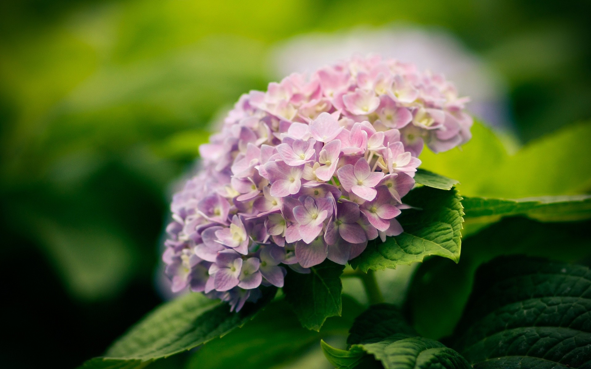 fleurs nature feuille flore fleur jardin gros plan été pétale bluming floral couleur saison belle à l extérieur botanique croissance parc environnement à proximité