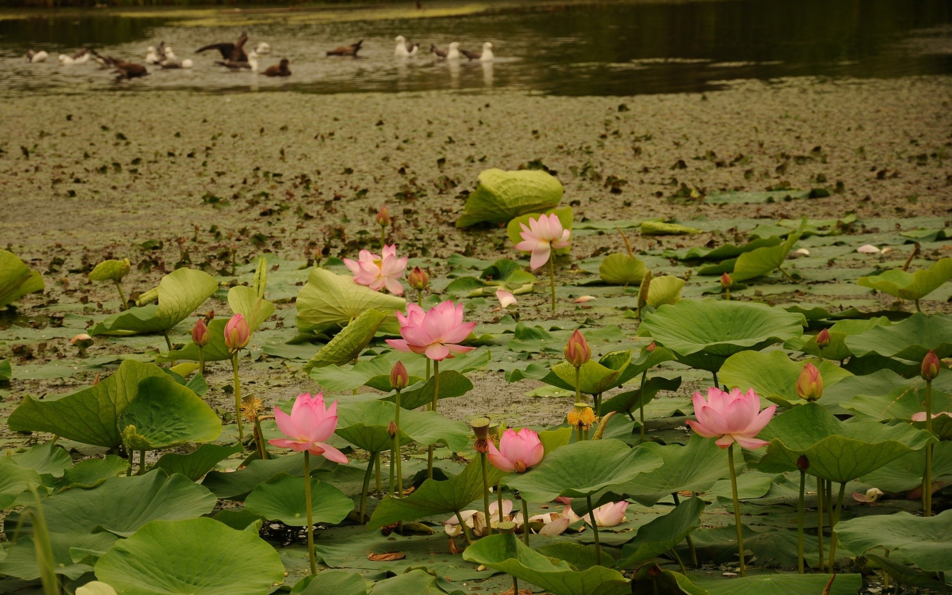 çiçekler havuz lotus çiçek lily yaprak flora çiçek açan su bahçe göl park güzel çiçek doğa tropikal yaz su barış nilüfer ortamlar