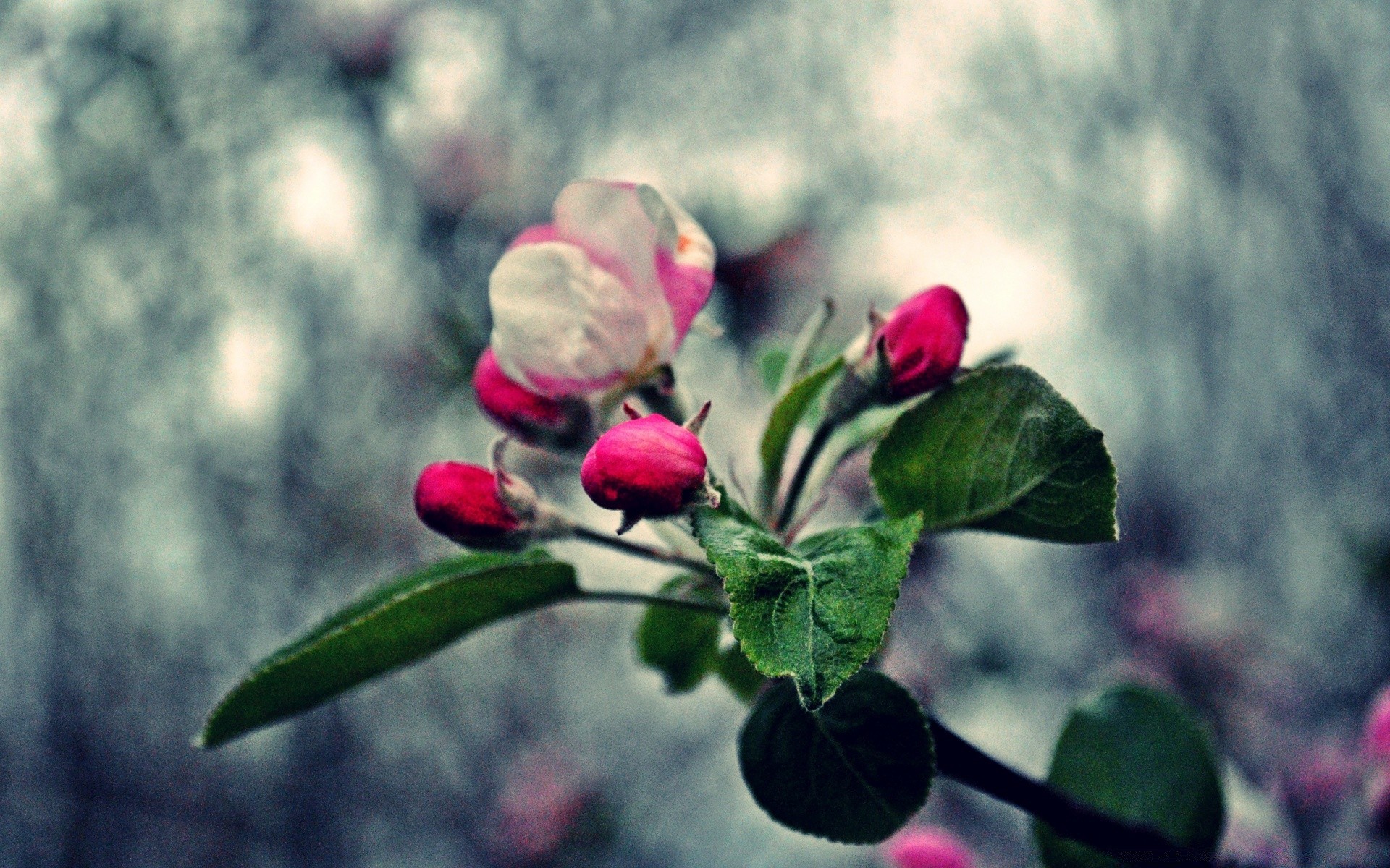 flowers flower nature leaf flora garden branch tree rose floral color outdoors summer petal blooming growth close-up season beautiful field