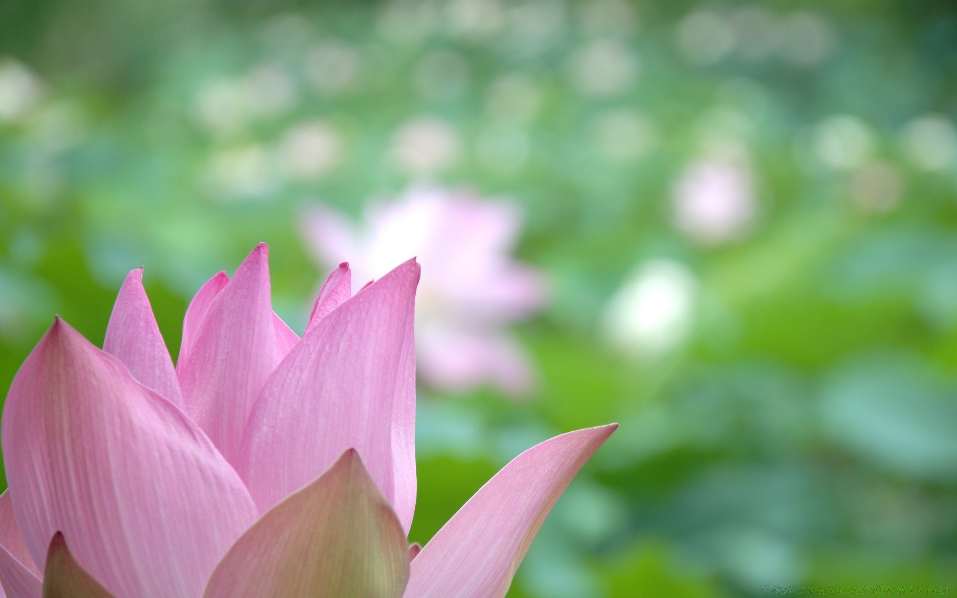 flowers nature leaf flower garden lotus summer flora park tropical lily