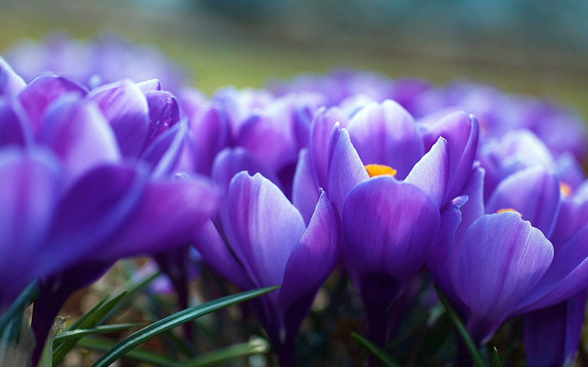 flowers flower nature flora easter garden crocus color floral leaf violet blooming season petal bulb bright park summer close-up beautiful