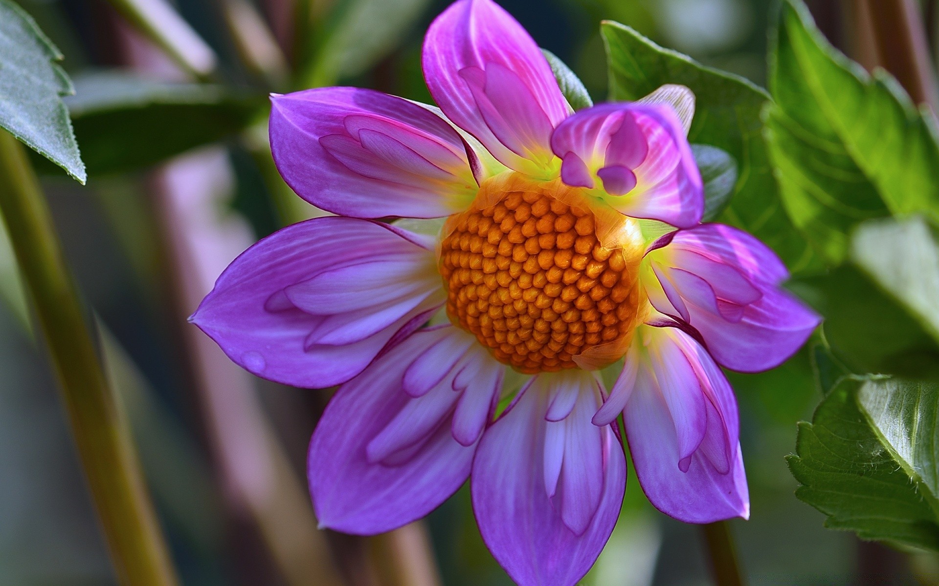 flowers nature flower flora leaf garden summer floral petal blooming color bright beautiful tropical