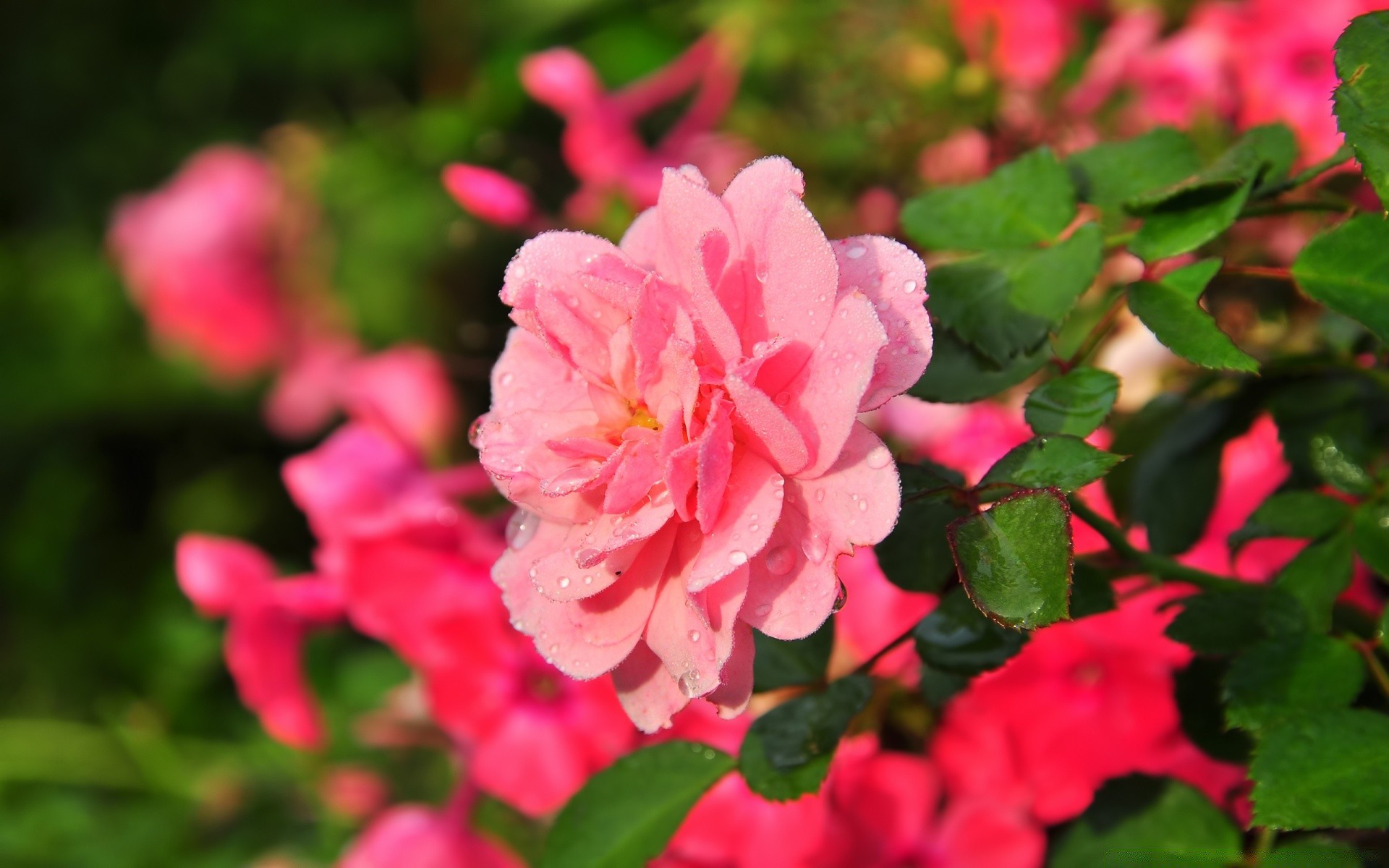 fiori fiore giardino natura flora foglia fioritura estate rosa petalo colore floreale arbusto parco bella stagione crescita vivid all aperto close-up