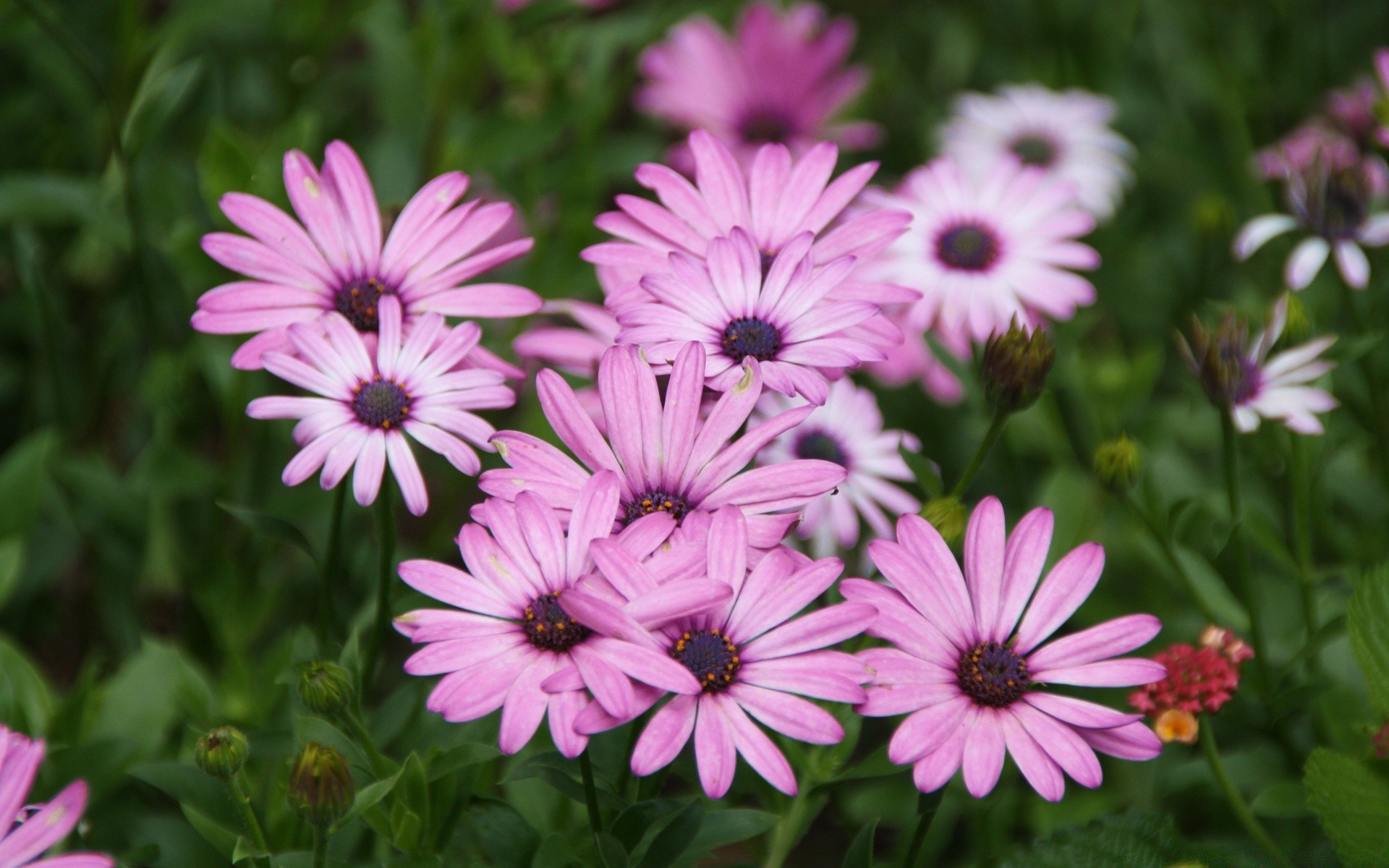 flowers flower nature garden flora summer floral blooming petal color leaf bright beautiful field botanical