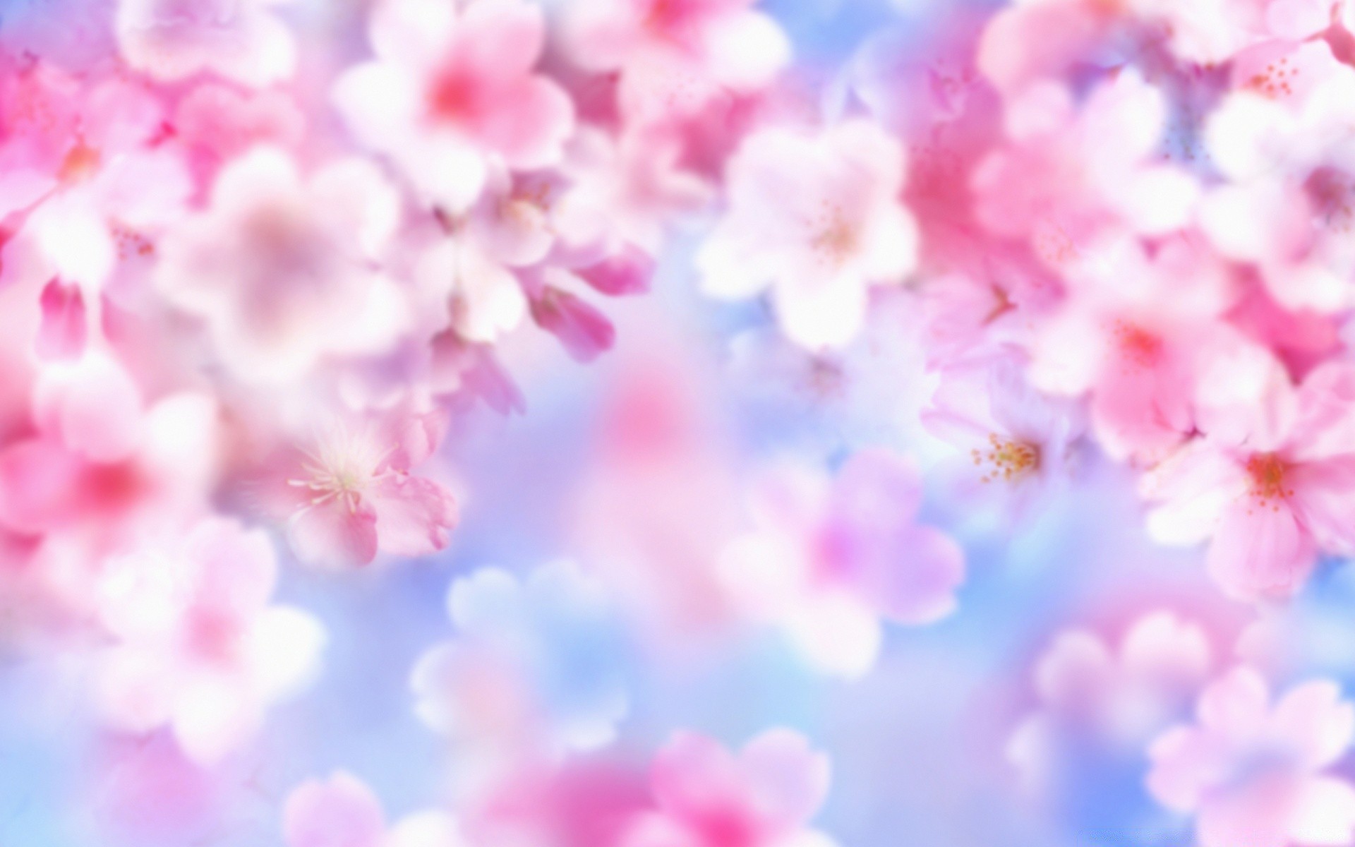 flowers flower blur bright nature color romantic romance dof focus decoration flora summer love petal